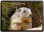 GROUNDHOG DAY